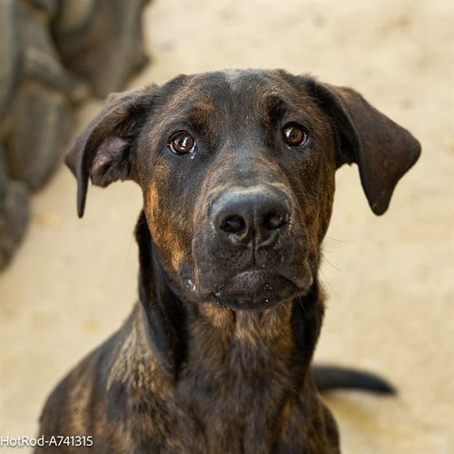Photo of Hot Rod, adoptable Plott Hound in Sacramento, California