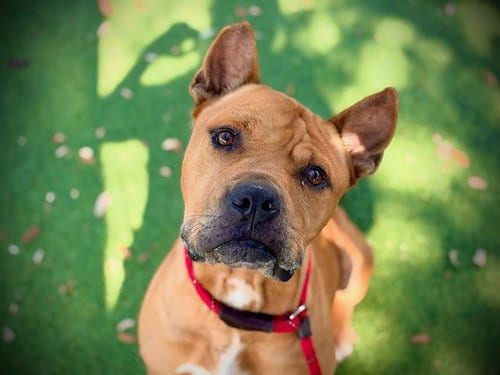 Photo of Kayden, adoptable Pit Bull Terrier in Orlando, Florida