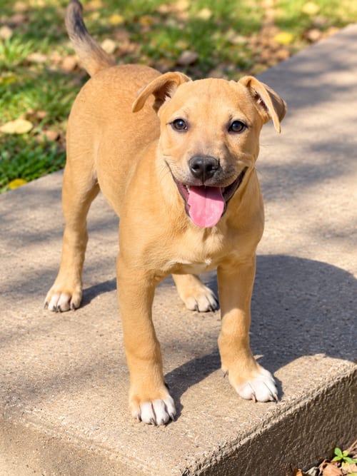 Photo of Percy Park, adoptable Pit Bull Terrier in Nashville, Tennessee