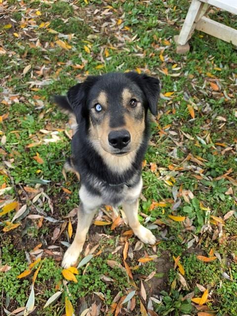 Photo of Finn, adoptable German Shepherd Dog in St Peters, Missouri