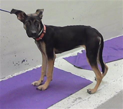 Photo of A2096824, adoptable German Shepherd Dog in Houston, Texas