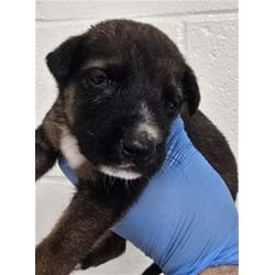 Photo of Hope, adoptable German Shepherd Dog in San Bernardino, California