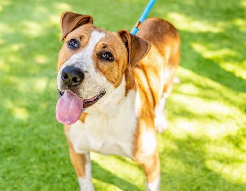 Photo of Chance, adoptable American Foxhound in San Jose, California