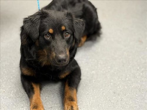 Photo of Lolly Pop, adoptable Border Collie in Tulsa, Oklahoma