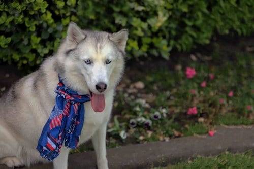 Photo of Lilibet, adoptable Siberian Husky in Walnut Creek, California