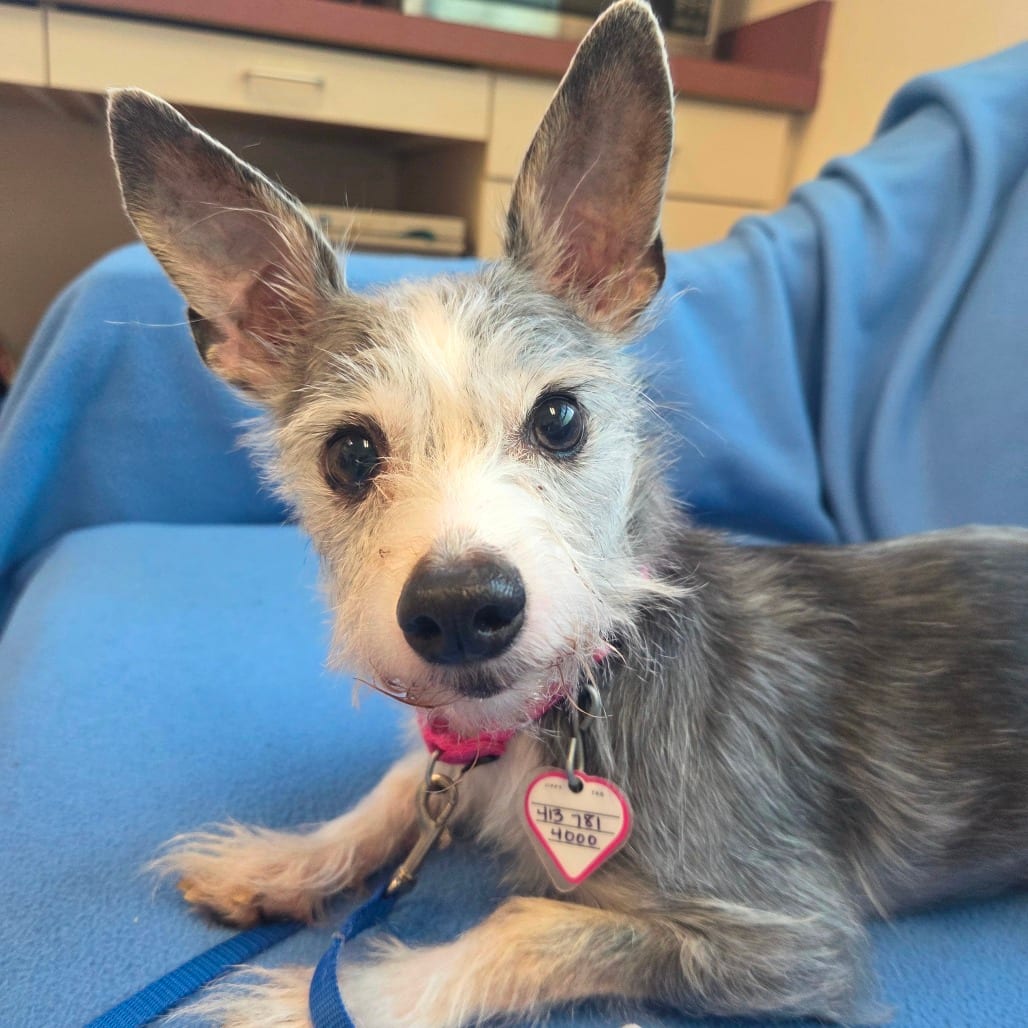 Photo of Gigi, adoptable Pinscher, Miniature / Schnauzer in Springfield, Massachusetts