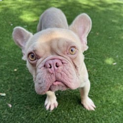 Photo of Jaws 7332, adoptable French Bulldog in Loxahatchee, Florida