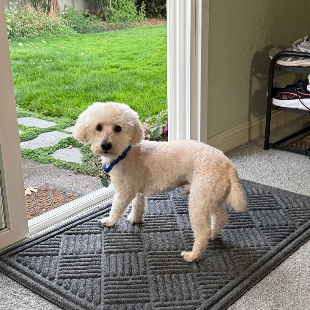 Photo of Reggie, adoptable Bichon Frise / Poodle, Miniature in Jackson County, Oregon