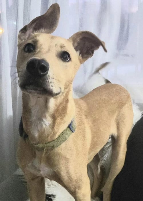Photo of Mambo, adoptable American Staffordshire Terrier in Vancouver, Washington