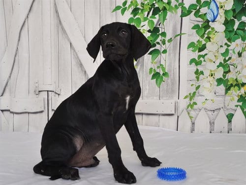 Photo of Mickey, adoptable Weimaraner in Oroville, California