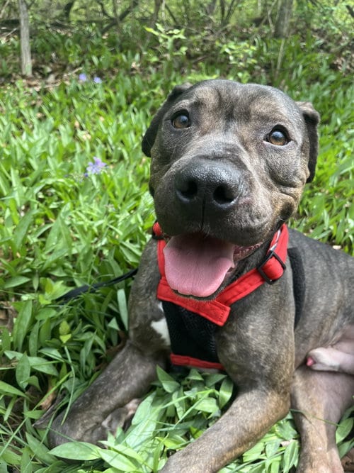 Photo of Big Red, adoptable Pit Bull Terrier in Topeka, Kansas
