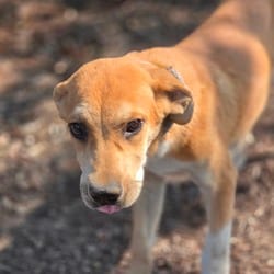 Photo of Kalahari JuM, adoptable Labrador Retriever Mixed Breed (Medium) in Hartford, Connecticut