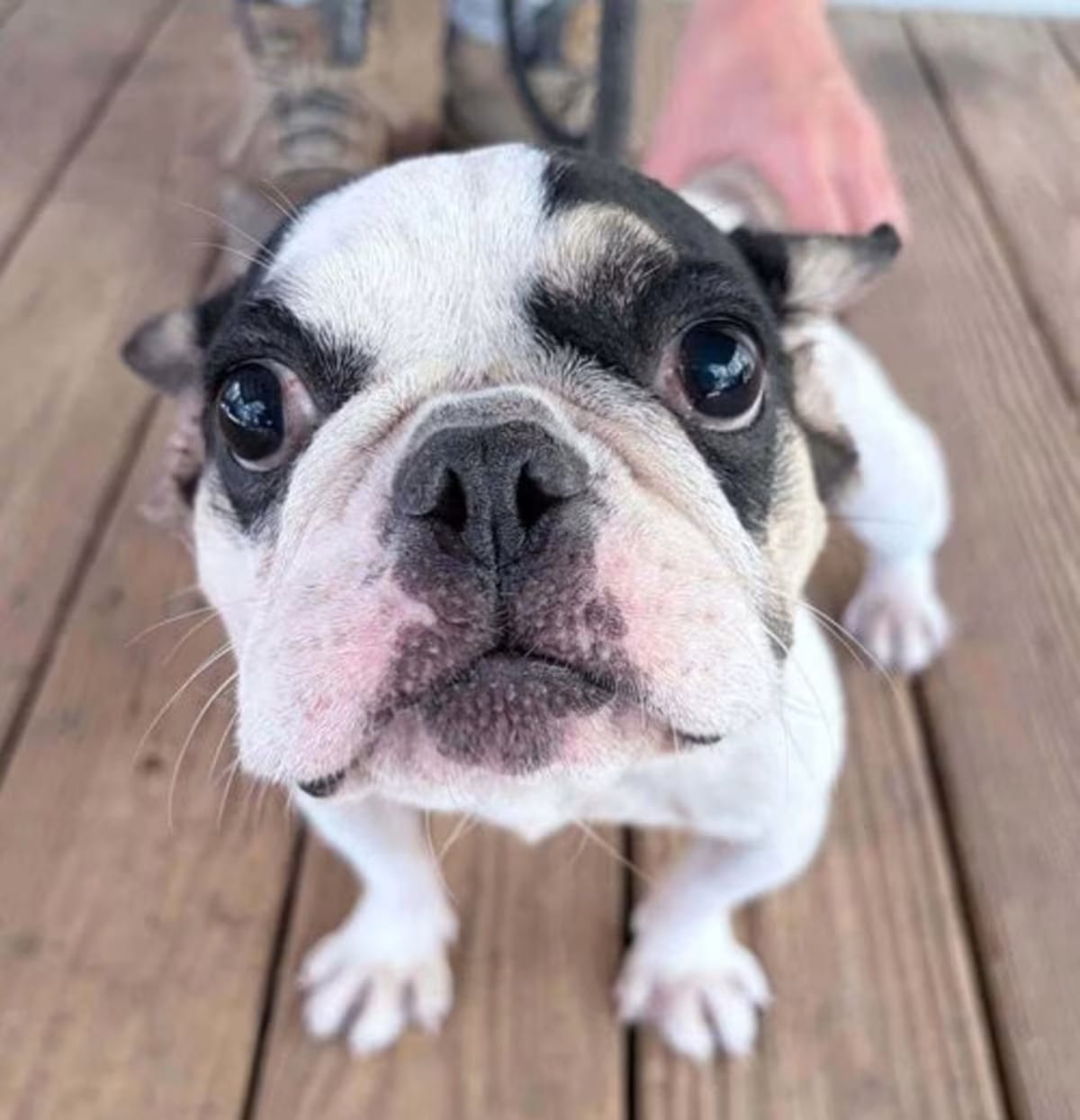 Photo of Elle, adoptable Boston Terrier in New York, New York