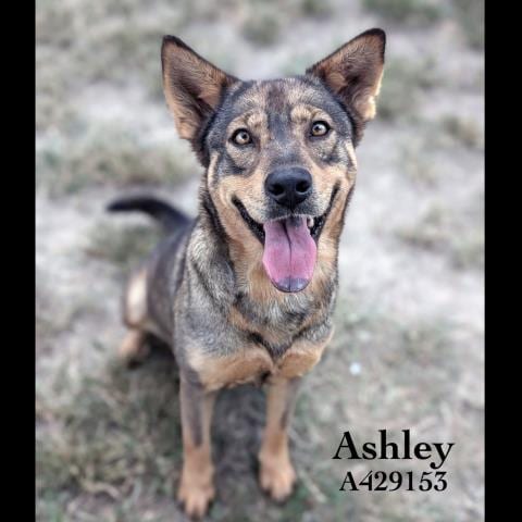 Photo of Ashley, adoptable German Shepherd Dog in Conroe, Texas