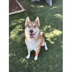 Photo of Milo, adoptable Husky in Chatsworth, California