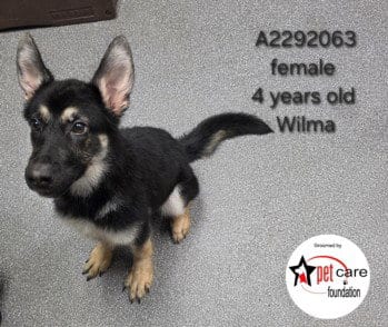 Photo of Wilma, adoptable German Shepherd Dog in Los Angeles, California