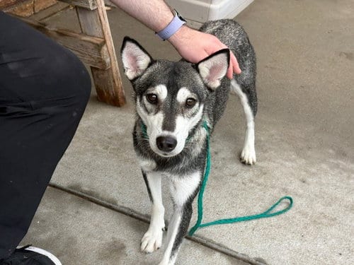 Photo of Darcy, adoptable Siberian Husky in Tulsa, Oklahoma