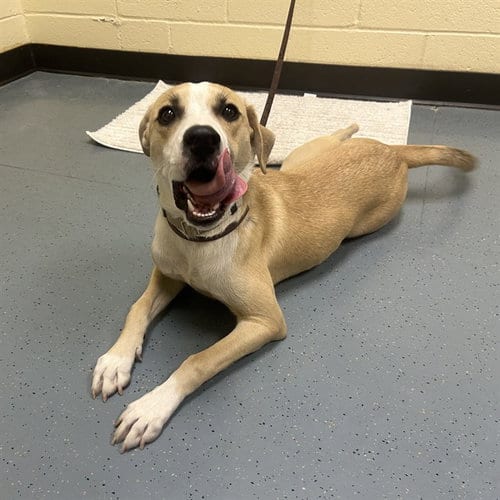 Photo of Suzie, adoptable Catahoula Leopard Dog in Denver, Colorado