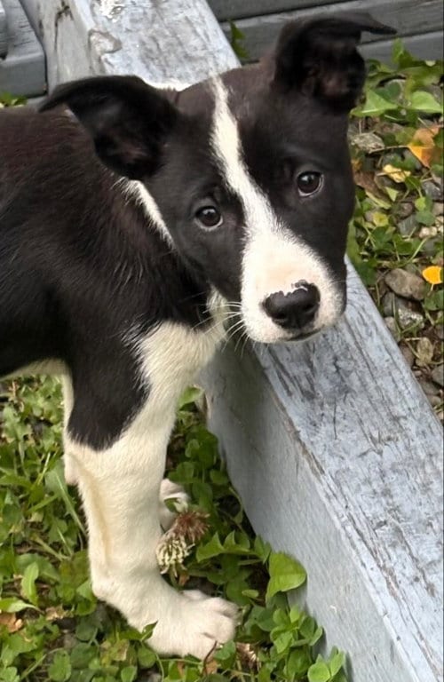 Photo of Puffin, adoptable Husky in Anchorage, Alaska
