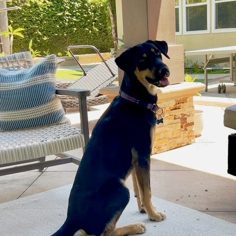 Photo of Lucca, adoptable German Shepherd Dog in San Juan Capistrano, California