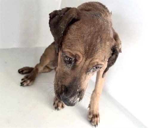 Photo of A661875, adoptable Labrador Retriever in Houston, Texas