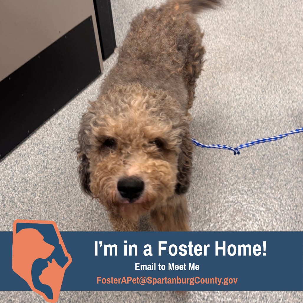 Photo of Darla (Elvira), adoptable Poodle, Standard / Mix in Spartanburg, South Carolina