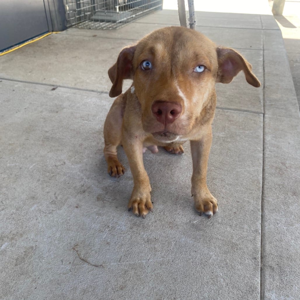 Photo of Meeko, adoptable Terrier, American Pit Bull in Houston, Texas