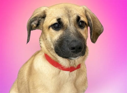 Photo of Ashley, adoptable Labrador Retriever in Ft Lauderdale, Florida