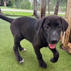 Photo of Venus 9394, adoptable Terrier (Unknown Type, Medium) Mixed Breed (Medium) in Loxahatchee, Florida