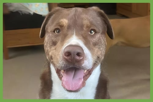 Photo of Mo, adoptable Chesapeake Bay Retriever in Amherst, Massachusetts