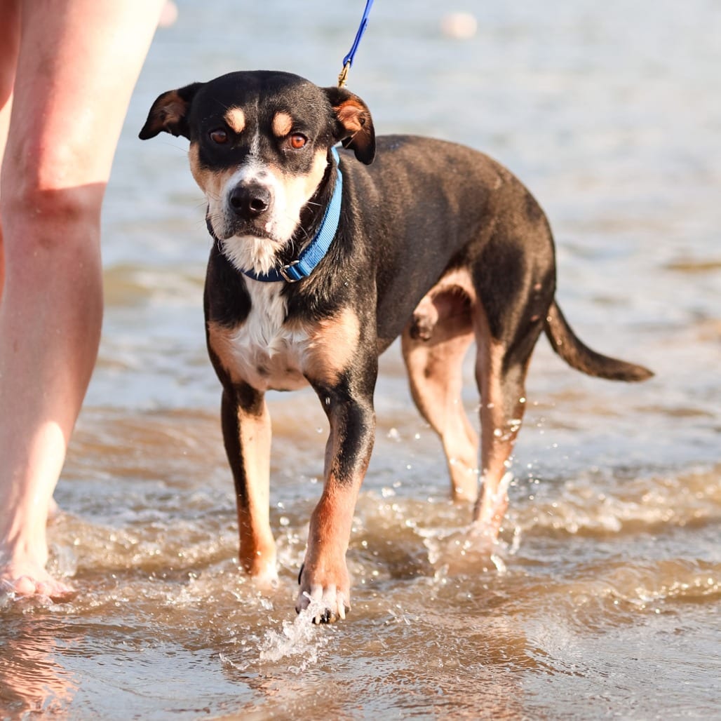 Photo of Beau, adoptable Mixed Breed (Medium) in Dallas, Texas
