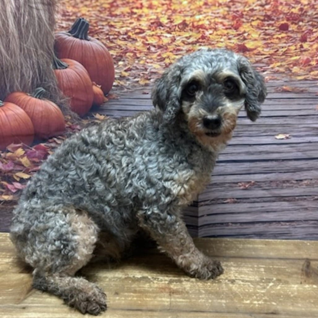 Photo of Rylee, adoptable Poodle, Miniature in Normal, Illinois