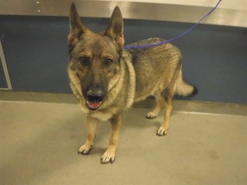 Photo of Diva, adoptable German Shepherd Dog in Miami, Florida