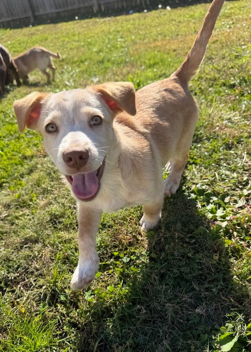 Photo of Hawaii : Hilo, adoptable Labrador Retriever in Aurora, Indiana