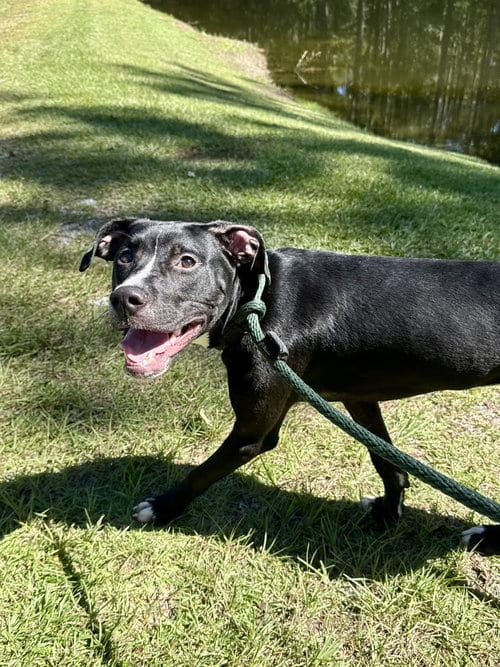 Photo of Cipher, adoptable Labrador Retriever in Hilton Head, South Carolina