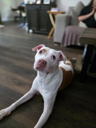 Photo of Lainey Wilson, adoptable dog in Atlanta, Georgia