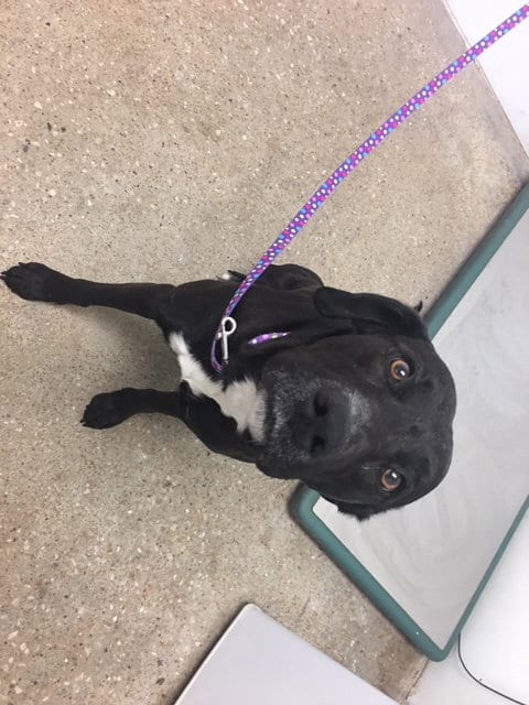 Photo of Cindy, adoptable Labrador Retriever in Lawrence, Kansas