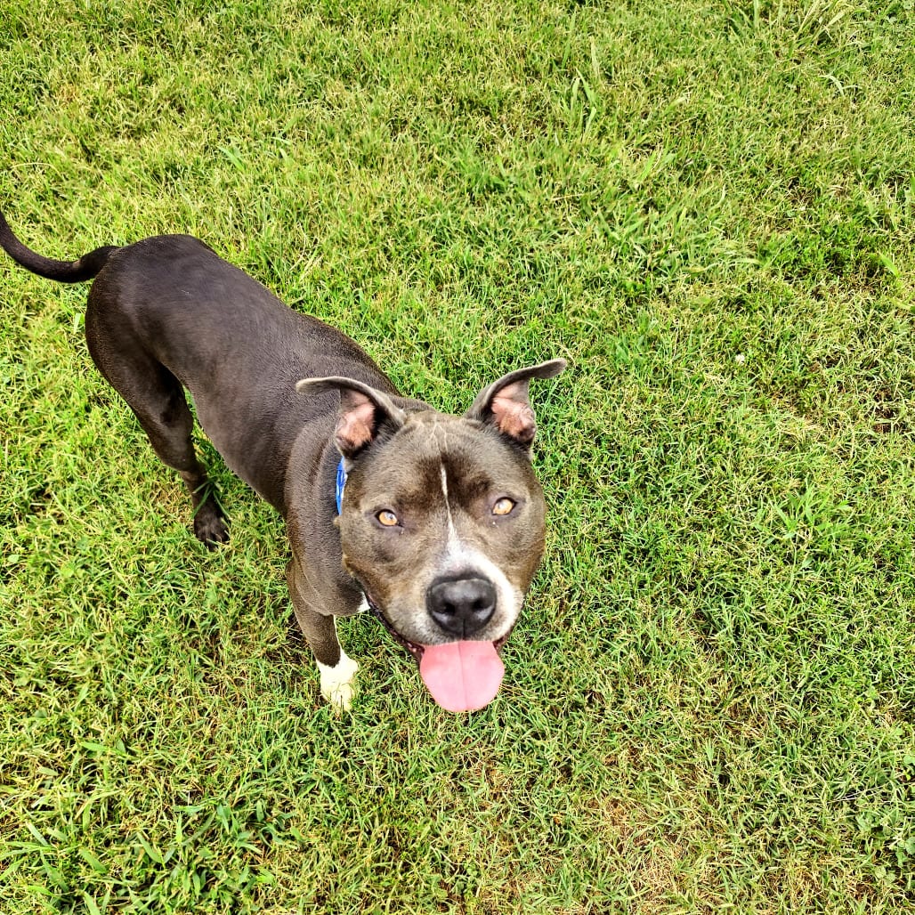 Photo of Humpty Dumpty (Blu), adoptable Mixed Breed (Medium) in Chattanooga, Tennessee