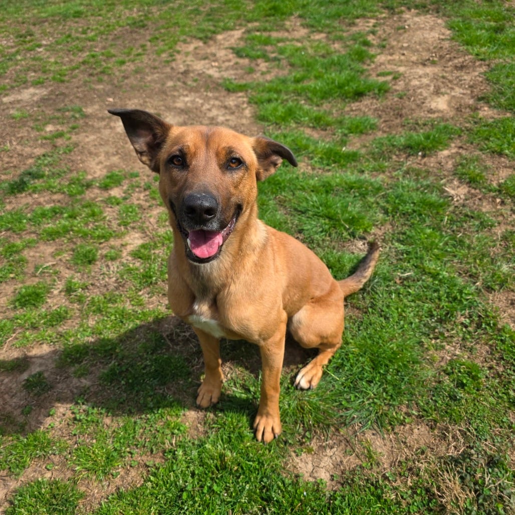 Photo of Joy, adoptable Mountain Cur / Shepherd