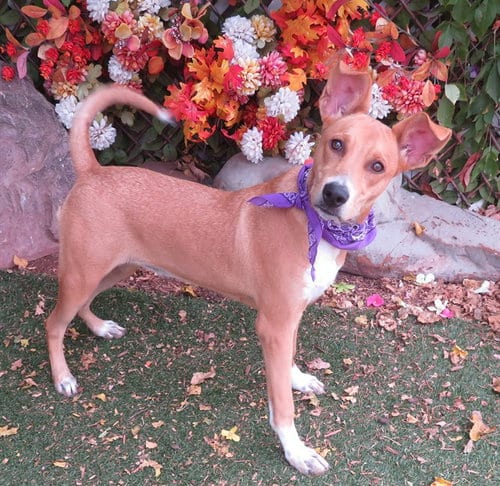 Photo of Lola Jean, adoptable Terrier in Oklahoma City, Oklahoma