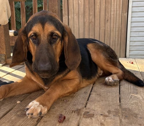 Photo of Capybara, adoptable Bloodhound in Wetumpka, Alabama