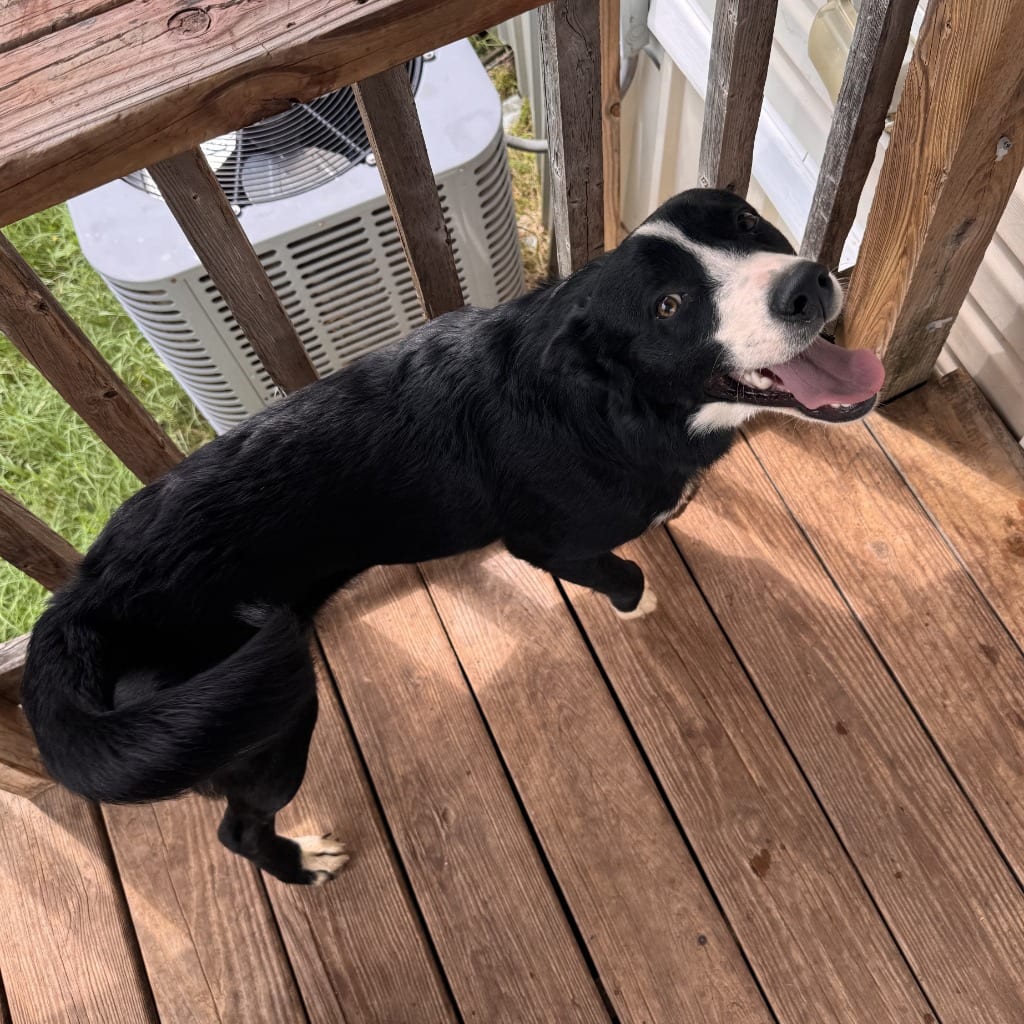 Photo of Bear, adoptable Border Collie in Texas