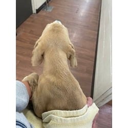 Photo of French Fry, adoptable Mixed Breed (Medium) in Baton Rouge, Louisiana