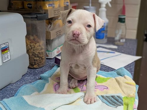 Photo of A888360, adoptable Pit Bull Terrier in Camarillo, California