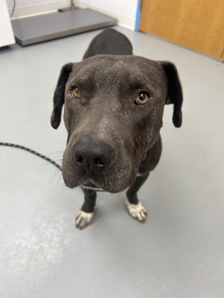 Photo of Ghost, adoptable Pit Bull Terrier in Hartsville, South Carolina