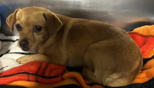 Photo of Jasmin, adoptable Chihuahua in Bakersfield, California