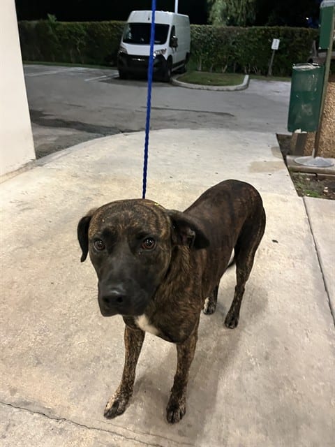 Photo of Tiny, adoptable Mastiff mix in Miami, Florida