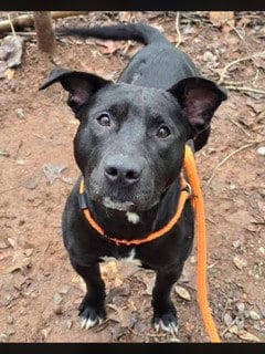 Photo of Andrew Jackson, adoptable American Staffordshire Terrier in Clyde, North Carolina