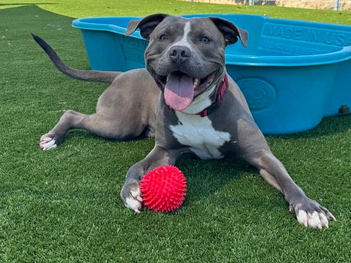 Photo of Flint, adoptable Pit Bull Terrier in Martinez, California