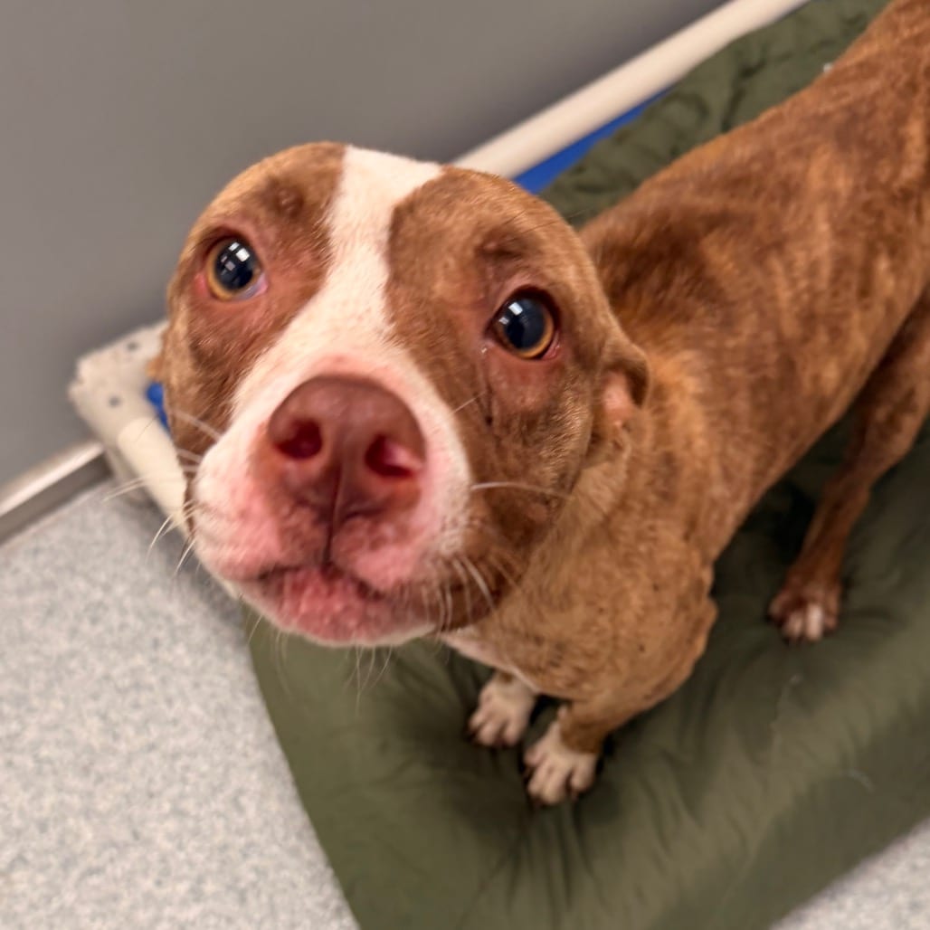 Photo of Clove, adoptable Hound / Terrier, American Staffordshire in Spartanburg, South Carolina